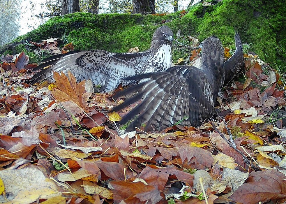 دیدنی های امروز؛ از سیل غزه تا پرتاب ماهواره های استارلینک دو شاهین دم قرمز در نزدیکی لاشه یک گوزن