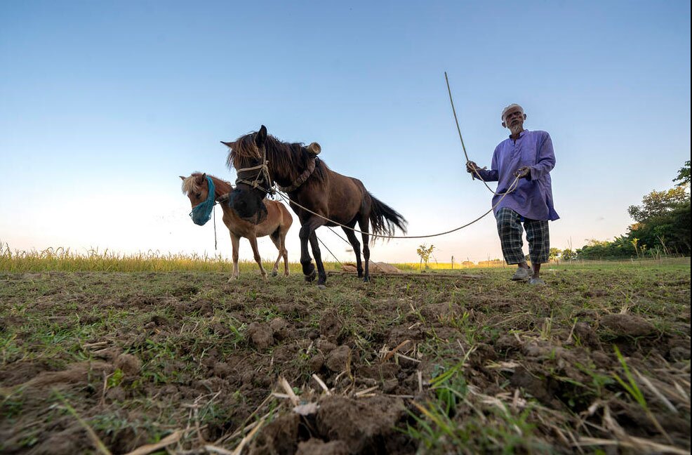 کار کشیدن از اسب به جای گاو در مزارع کشاورزی 
