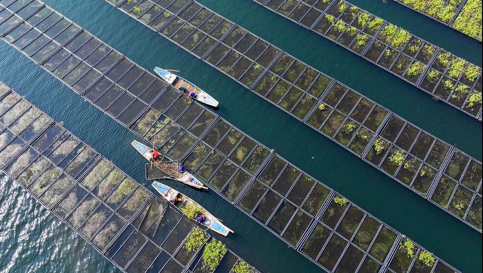 پرورش سبزیجات روی بسترهای شناور اکولوژیکی در چین