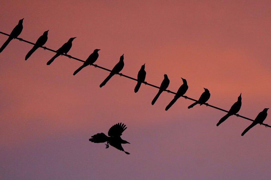 تجمع سارها در تالاب‌های ایالت کانزاس آمریکا