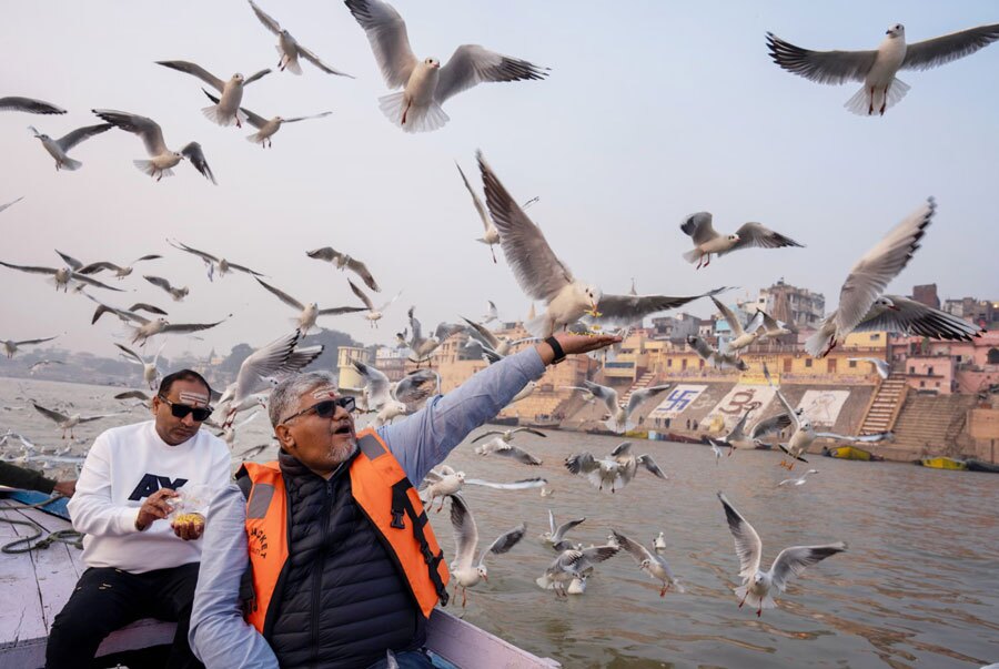 مرغ‌های دریایی سیبری 