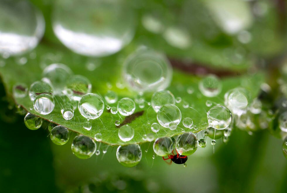 یک کنه در محاصره قطرات باران