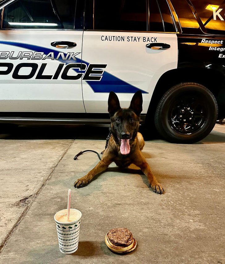 دیدنی های امروز؛ از جنجال "برقع" در سنای استرالیا تا پذیرایی ویژه از سگ پلیس در آمریکا پذیرایی ویژه از یک سگ پلیس