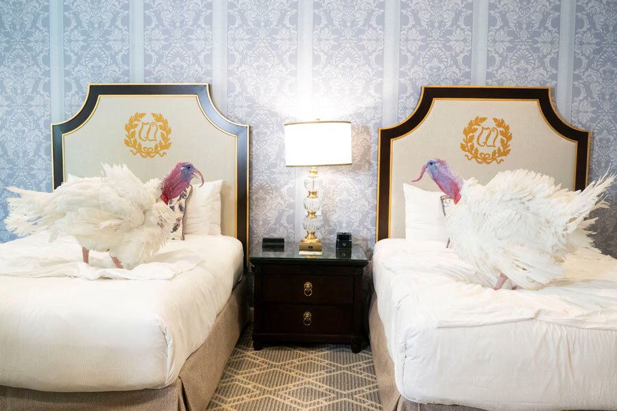 دیدنی های امروز؛ از بوقلمون های روز شکرگزاری در کاخ سفید تا دردسر باران برای مردم غزه دو بوقلمون روز شکرگزاری یک روز پیش از مراسم عفوشان در مراسم ویژه در کاخ سفید