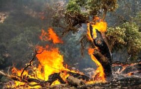 آتش سوزی جنگل های الیت چقدر خسارت داشت؟ آتش سوزی جنگل های الیت