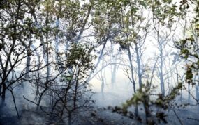 آتش‌سوزی جنگل «الیت» در مرزن‌آباد