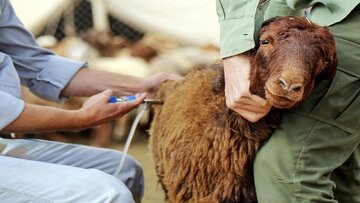 تب برفکی به انسان هم منتقل می شود؟ تب برفکی