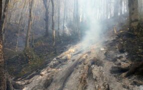 جنگل ابر شاهرود