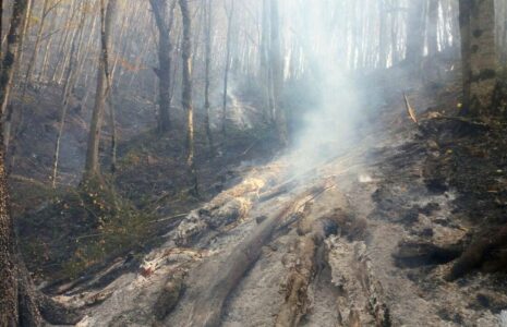 جنگل ابر شاهرود