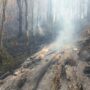 جزئیات تازه از آتشسوزی مهیب در جنگل باستانی ابر شاهرود جنگل ابر شاهرود