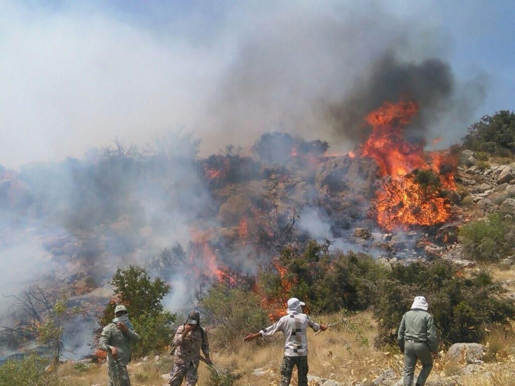 جنگل های هیرکانی