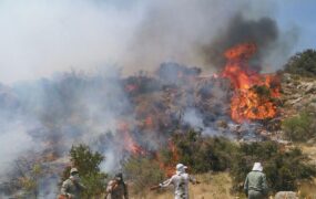 جنگل های هیرکانی