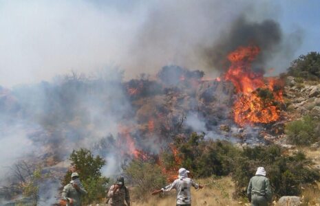 عامل آتشسوزی جنگلهای هیرکانی مشخص شد جنگل های هیرکانی