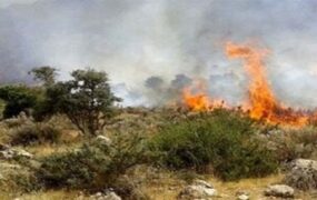 درختان الیت آتش‌سوزی