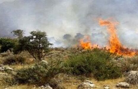 درختان الیت آتش‌سوزی