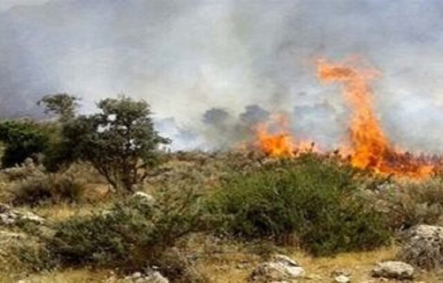 درختان الیت آتش‌سوزی