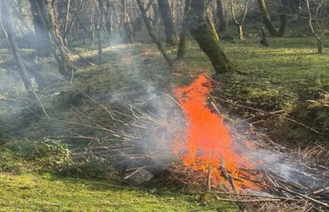 دستگیری آتش‌افروز جنگل‌های هیرکانی در مازندران