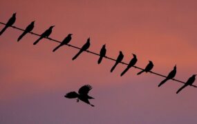 دیدنی های امروز؛ از تجمعات علیه ترامپ در آمریکا تا سفر جورج کلونی به فیلیپین دیدنی های امروز