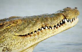 مقایسه شگفت‌انگیز قدرت آرواره حیوانات وحشی