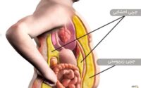چربی پنهانی که سلامت شما را تهدید میکند! چربی بدن
