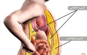 چربی پنهانی که سلامت شما را تهدید میکند! چربی بدن