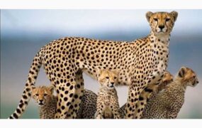 یوز ماده و ۴ توله در خراسان شمالی