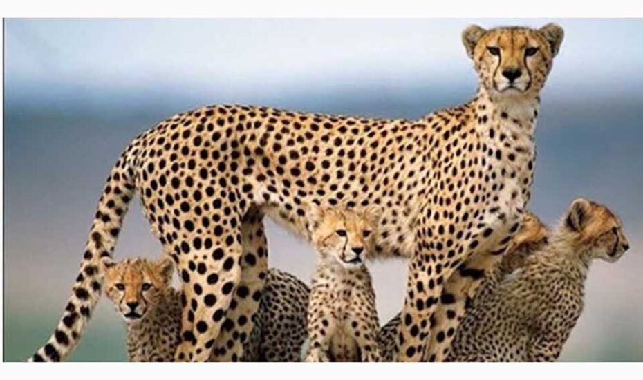 یوز ماده و ۴ توله در خراسان شمالی/ فیلم یوز ماده و ۴ توله در خراسان شمالی