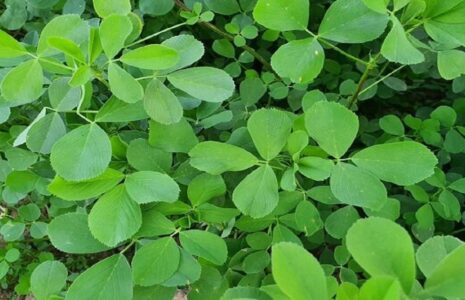 این گیاه معجزهگر جایگزین قرصهای ویتامین شد یونجه