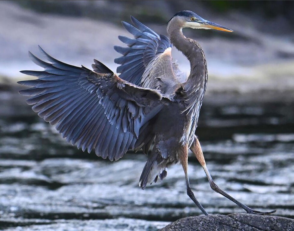 دیدنی های امروز؛ از سفر پاپ به بیروت تا تولید برق به سبک غزه یک حواصیل آبی بزرگ هنگام شکار ماهی در رودخانه "اومپکوا"