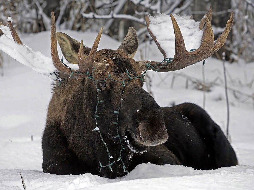 دیدنی های امروز؛ از مراسم قرعه کشی جام جهانی 2026 تا سگ رباتیک ایلان ماسک یک گوزن شمالی نَر در مزرعهای در آلاسکا
