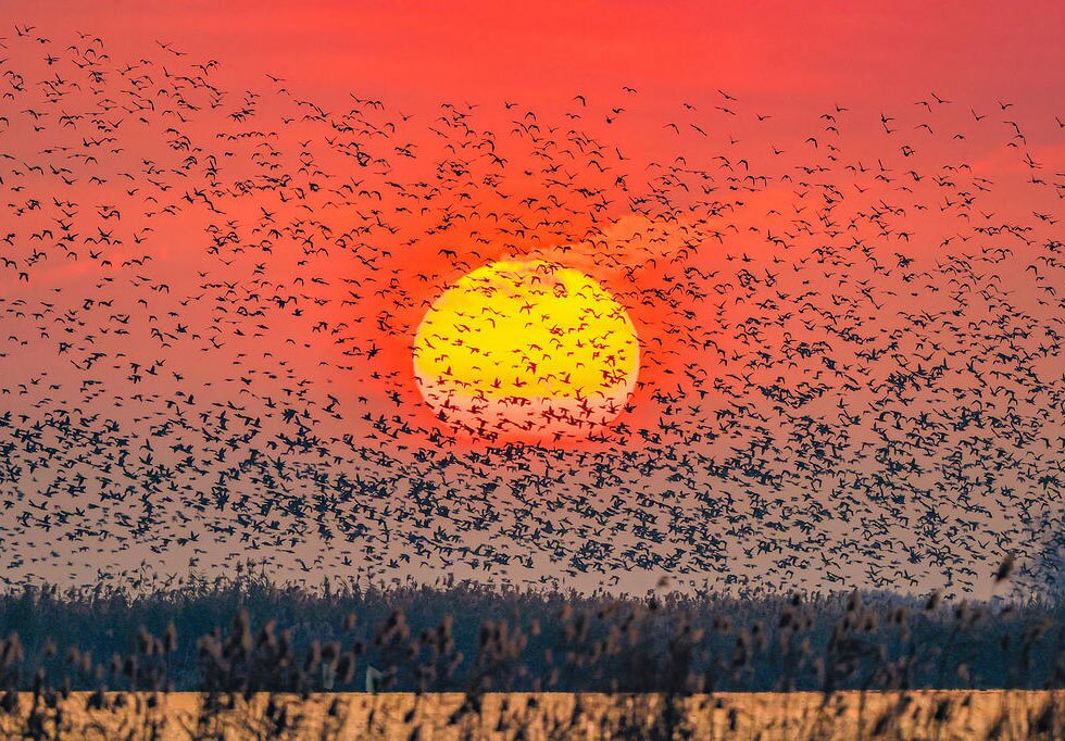 دیدنی های امروز؛ از مراسم قرعه کشی جام جهانی 2026 تا سگ رباتیک ایلان ماسک تالاب دریاچه "هونگزه" در استان جیانگسو چین