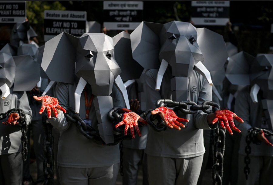 دیدنی های امروز؛ از جشنواره هاربین چین تا فرار کامبوجی ها از منطقه درگیری با تایلند حامیان رفتار اخلاقی با حیوانات در آستانه روز جهانی حقوق حیوانات