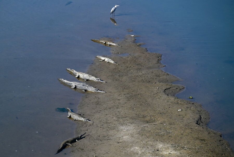 دیدنی های امروز؛ از انتشار عکس های جدید " جفری اپستین" تا ابراز تسلیت رهبر کره شمالی یک حواصیل و تمساحهای ماهیخوار در ساحل رودخانه "راپتی" نپال