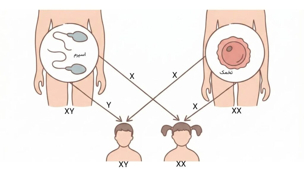 آیا کروموزوم Y در آستانه نابودی است؟ واقعیت علمی درباره سرنوشت مردان تعیین جنسیت