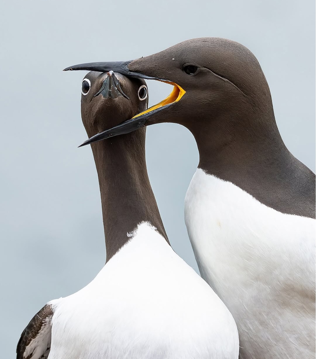 دنیای حیوانات