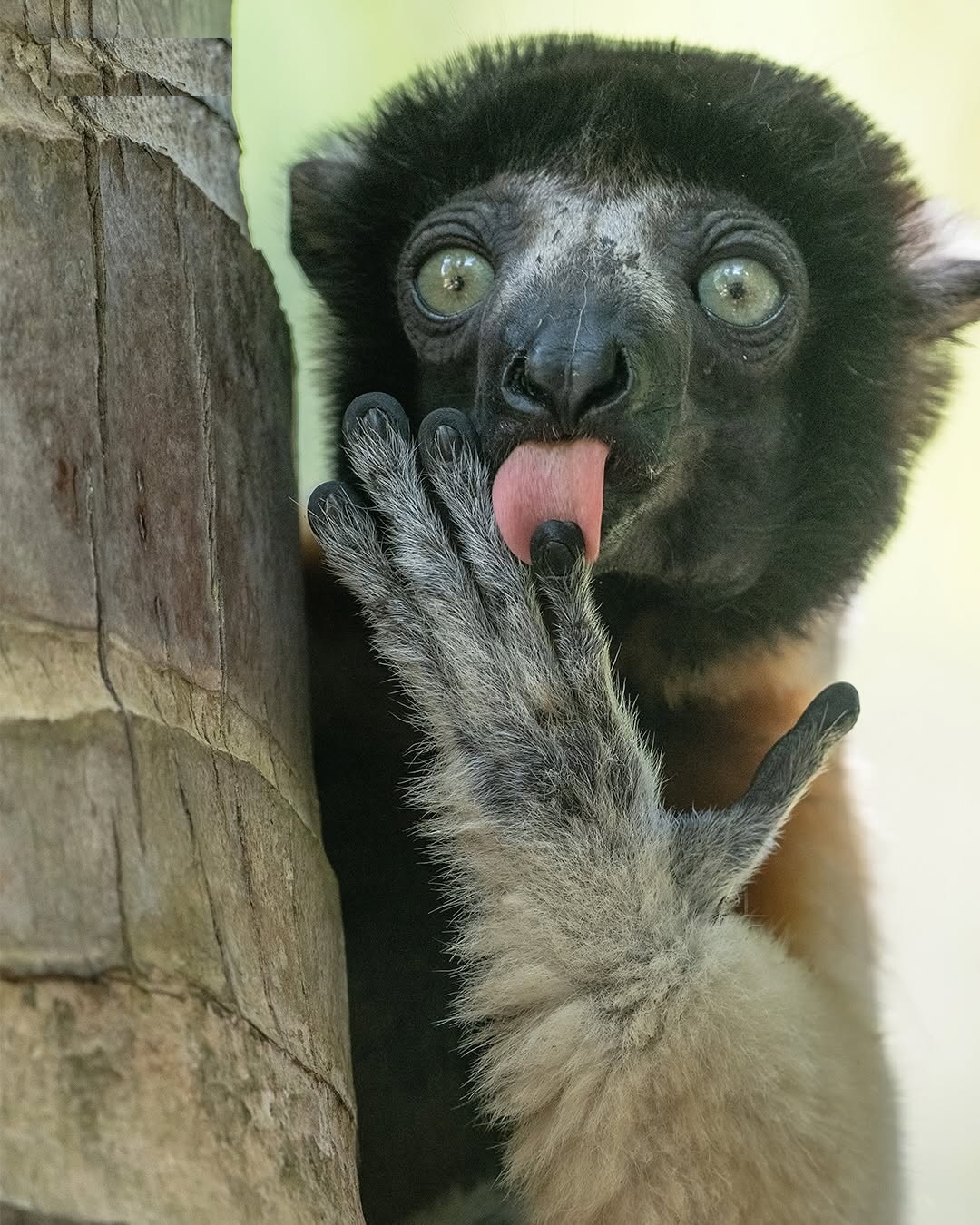 دنیای حیوانات