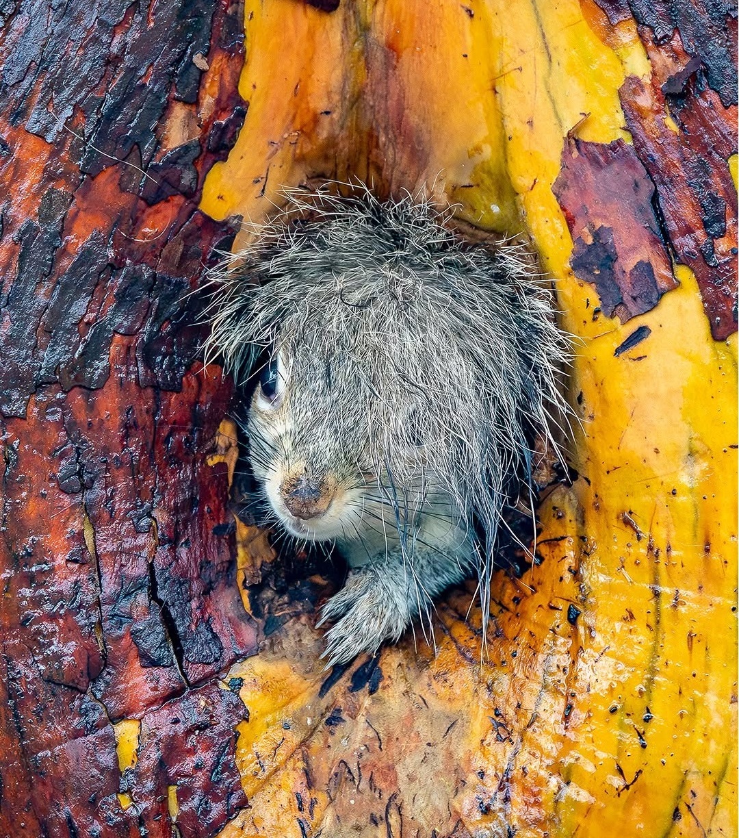 دنیای حیوانات