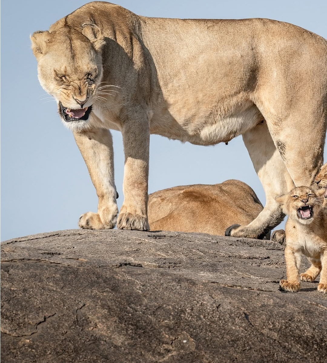 دنیای حیوانات