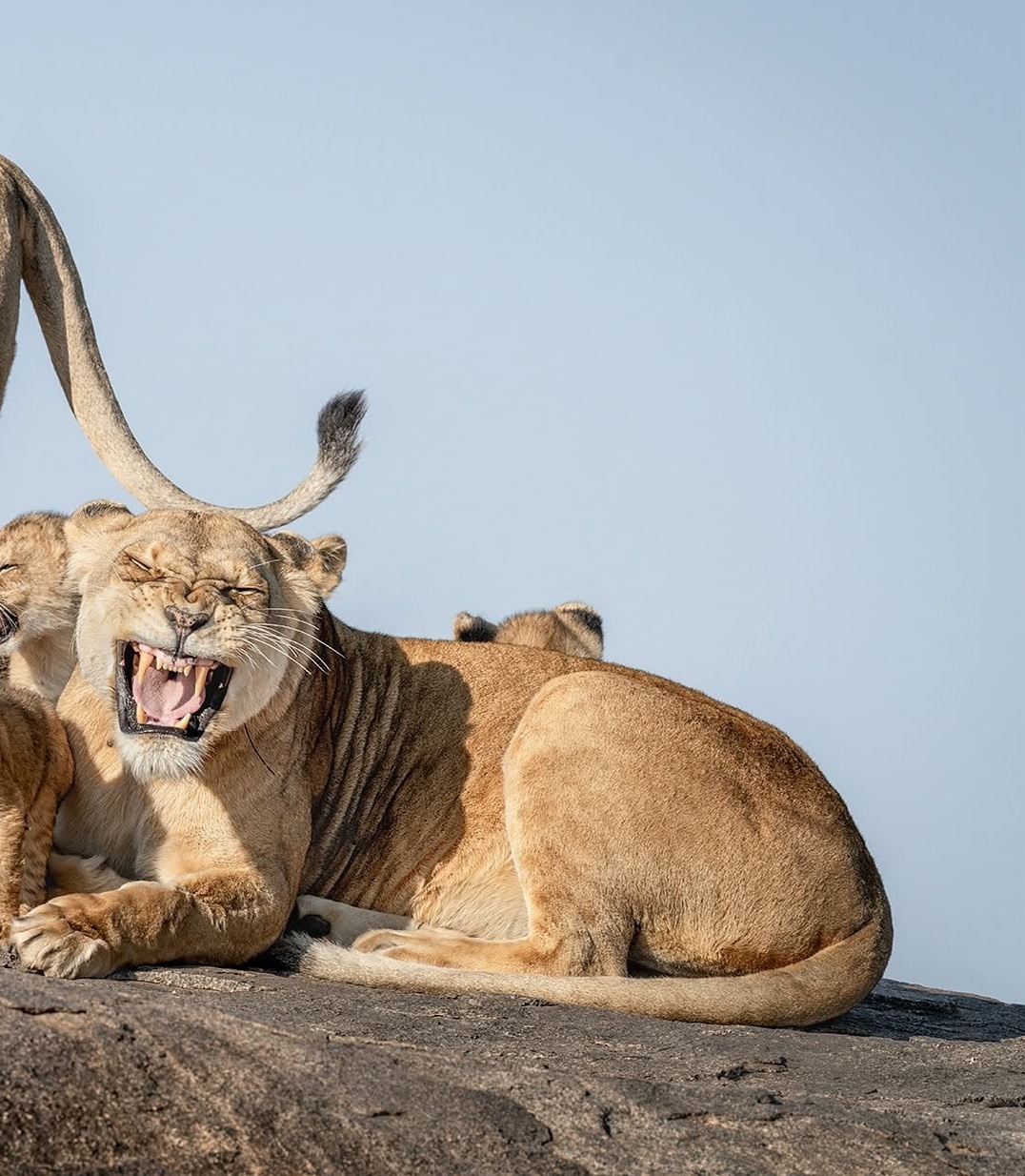 دنیای حیوانات