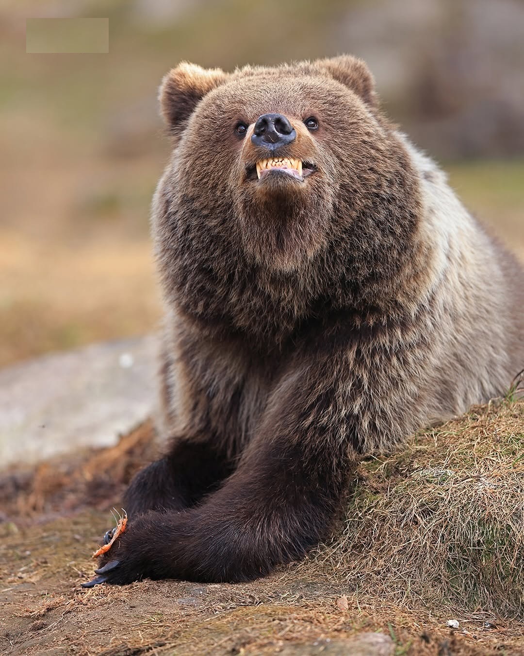 دنیای حیوانات