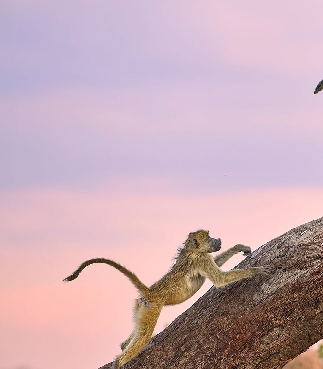 دنیای حیوانات