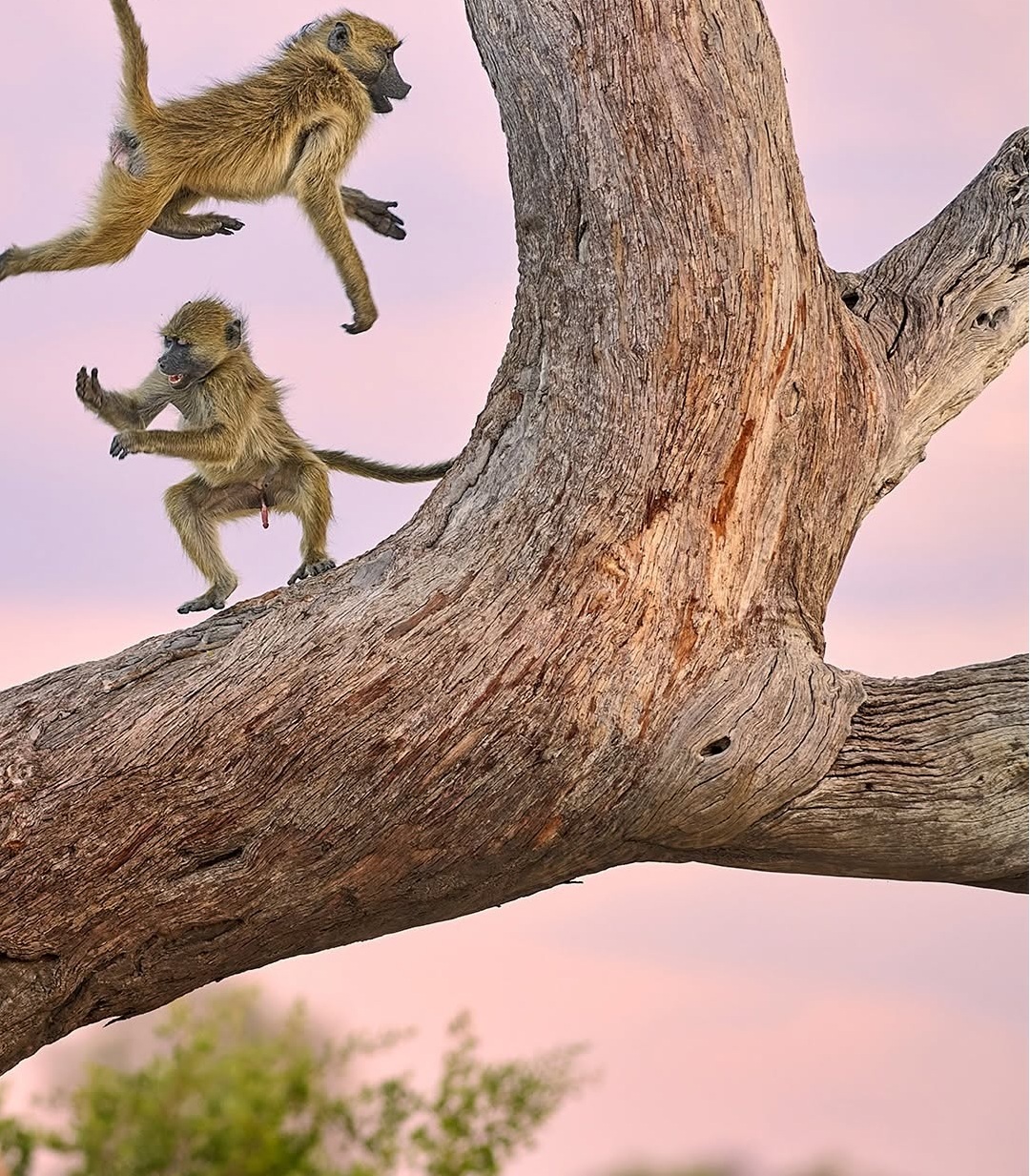 دنیای حیوانات