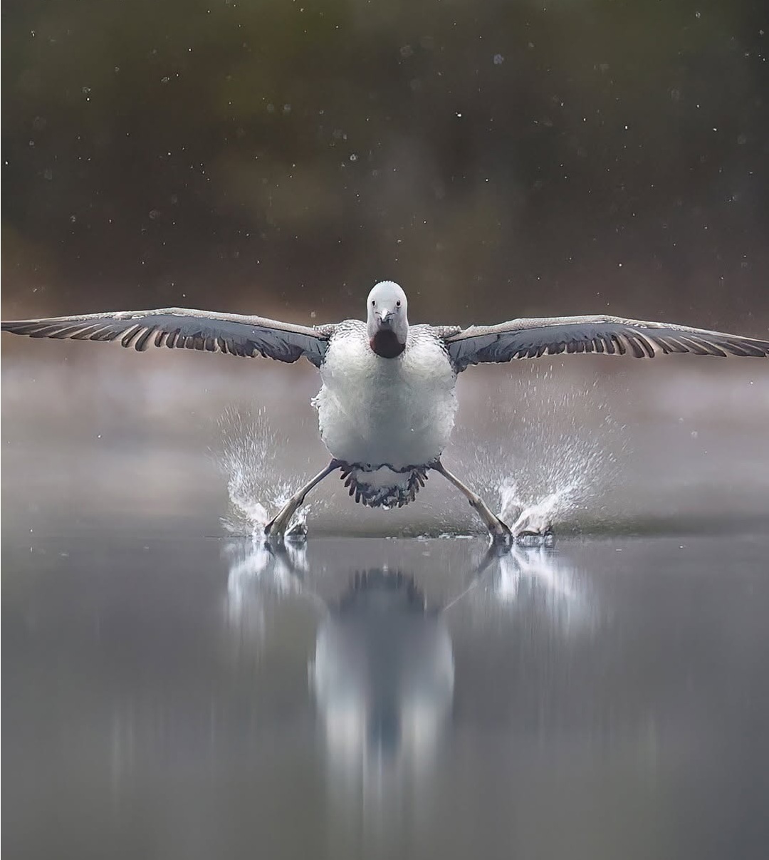 دنیای حیوانات