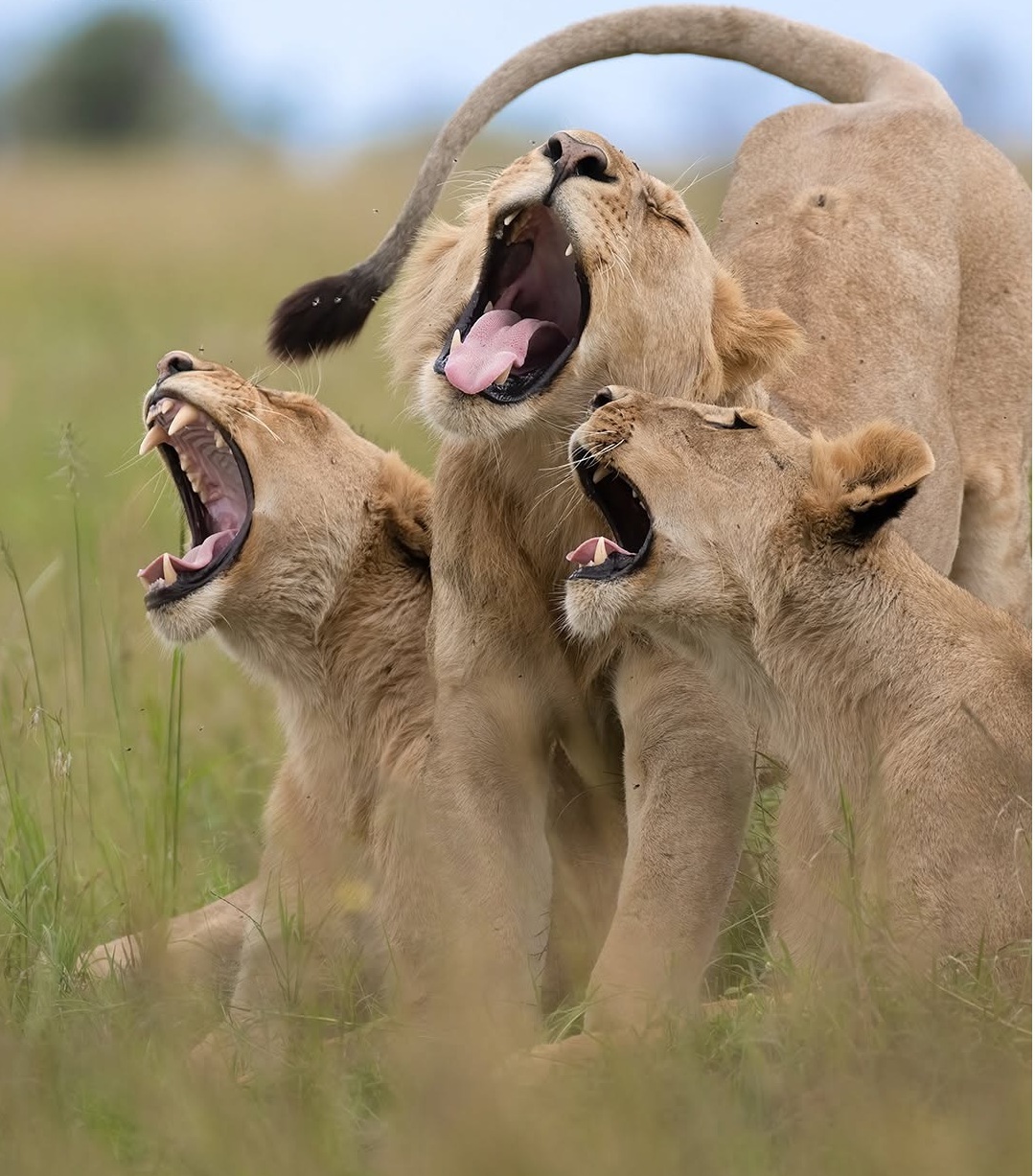 دنیای حیوانات