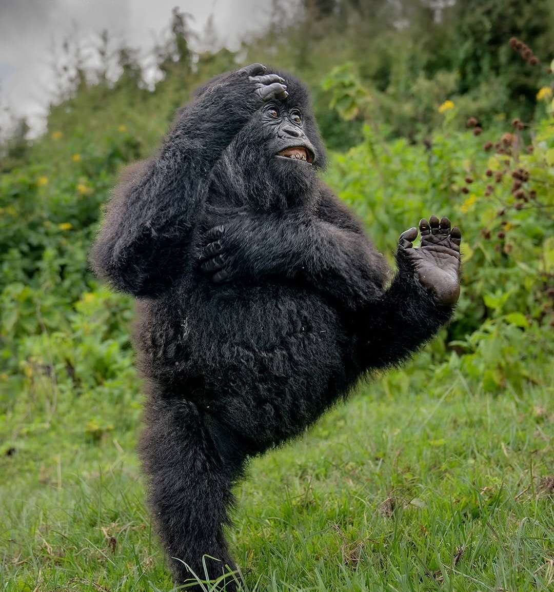 دنیای حیوانات