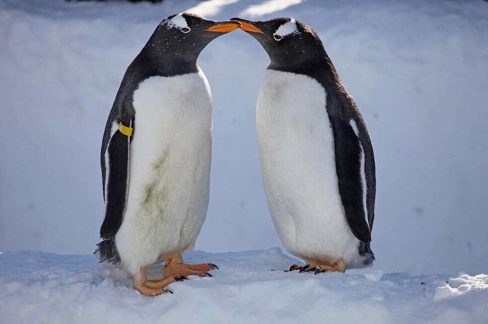 حضور پنگوئن‌ها در پیست اسکی "سونگ‌شوتانگ" چین