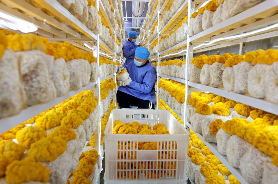 پرورش قارچ گلخانه ای در چین