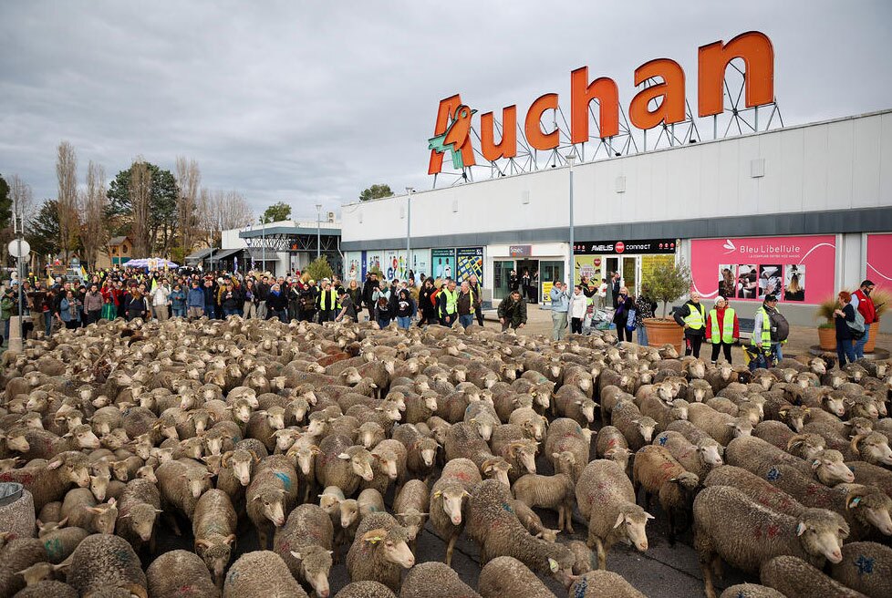 راهپیمایی اعتراضی دامداران فرانسوی