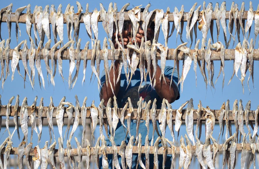 خشک کردن ماهی در بنگلادش