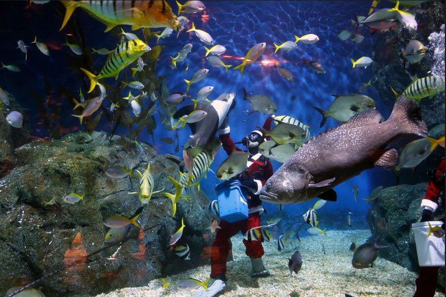 آکواریوم شهر بانکوک تایلند